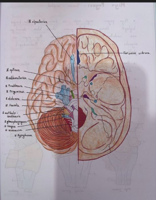 Neyroanatomiya kitob