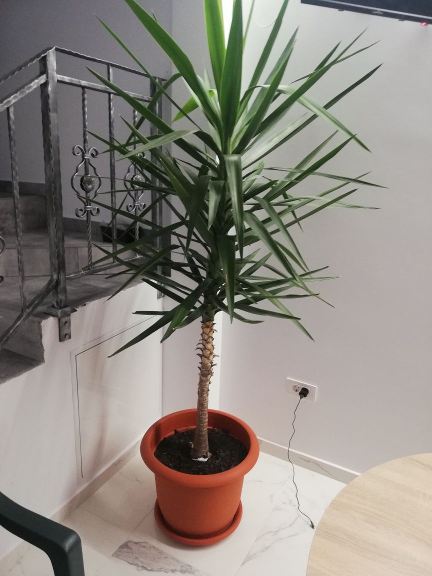 Vând planta yucca