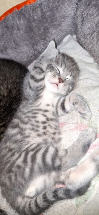 Милых котят, в добрые руки