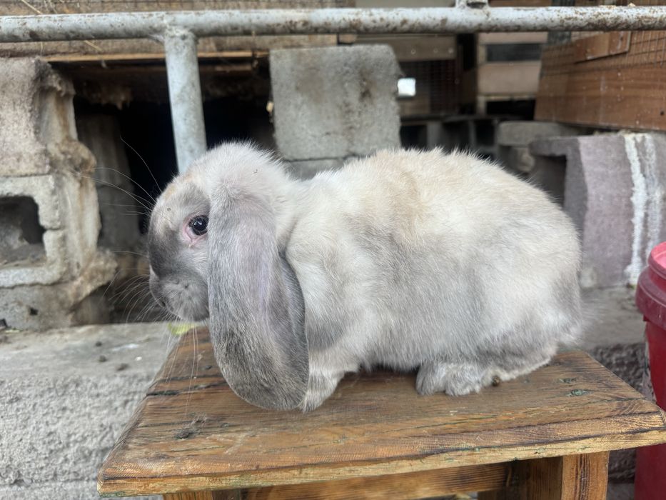 Крольчата фб саландр