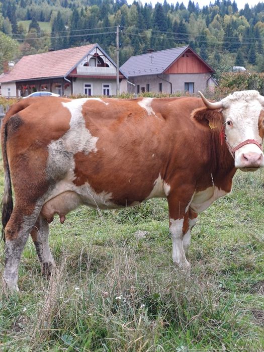Vand vaca si o juninca