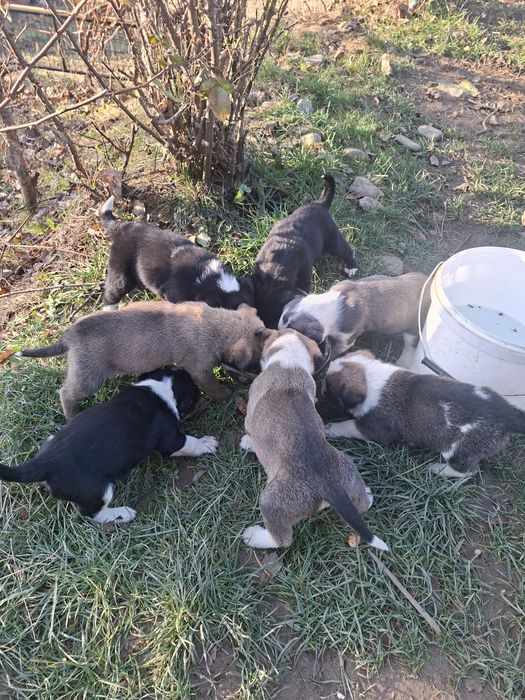 Donez cateluse si catei