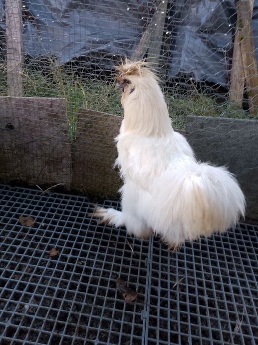 Oferta!Cocosi mătase japoneza!