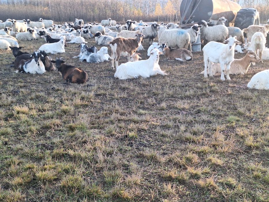 Capre de vanzare pe ales