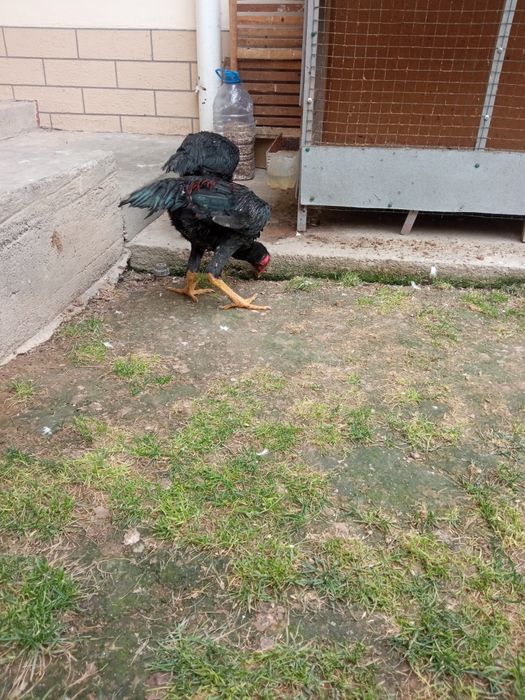 Daken xoroz tovigi bilan