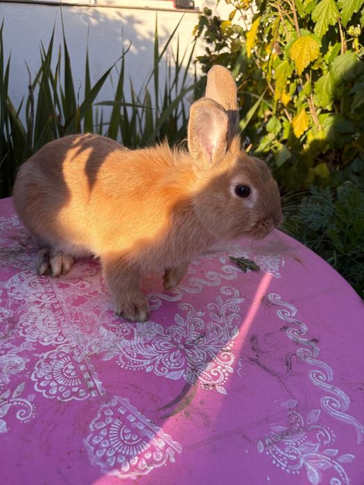 Donez Iepurași cap de leu pitic