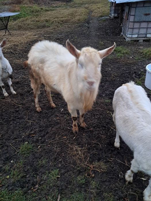 Vând un tap de 2 ani jumate. Sannen