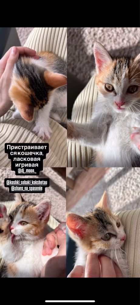 Отдам котенка, девочку