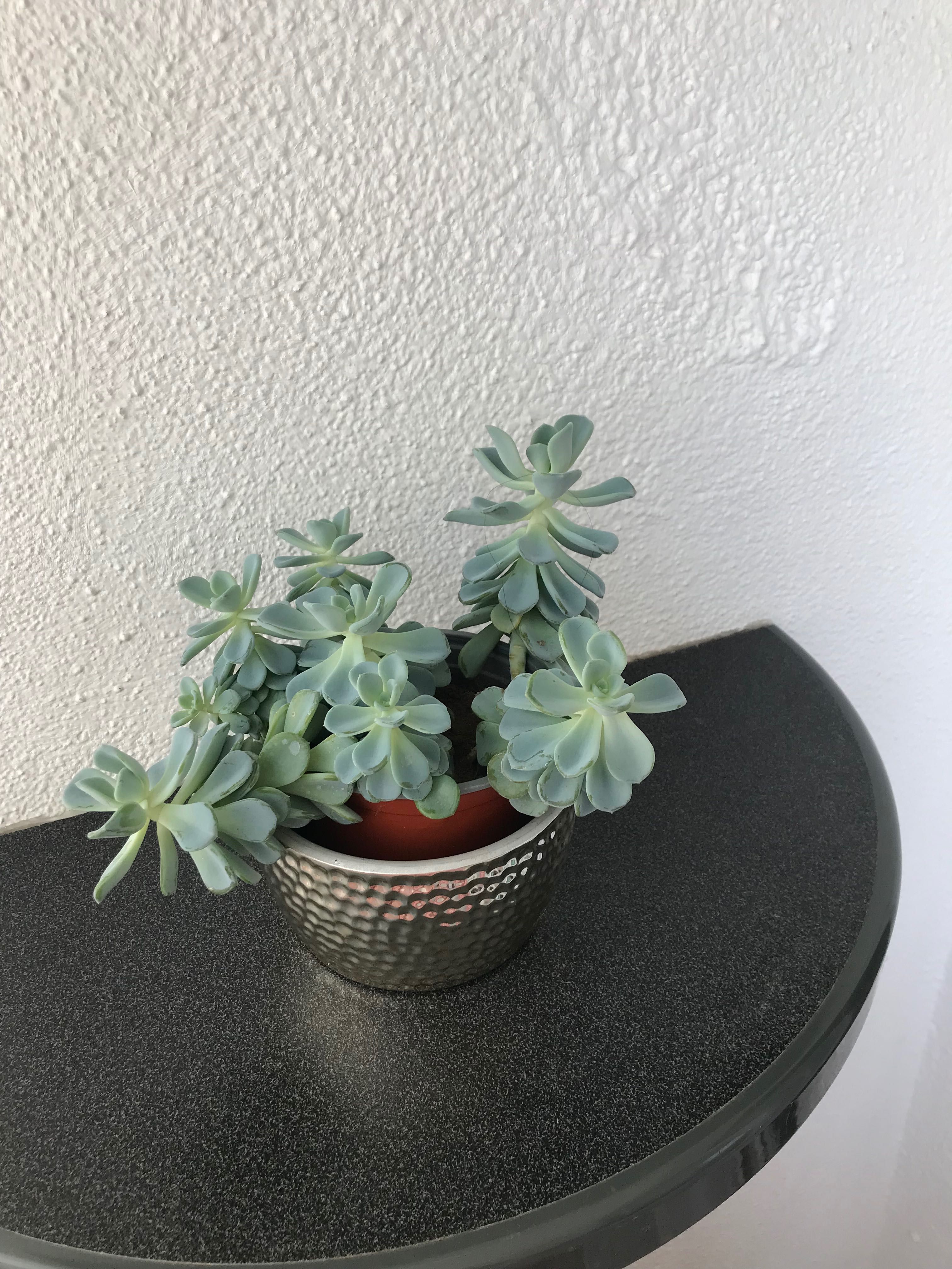 Сукулент Ешеверия / Echeveria