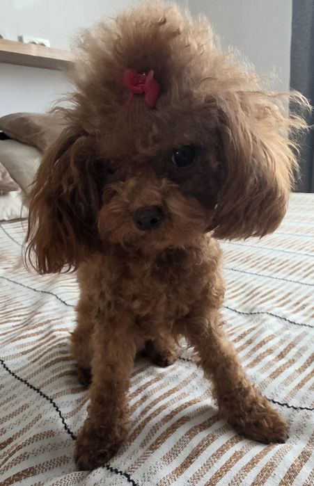 Китайски тикъп пудел момиче.