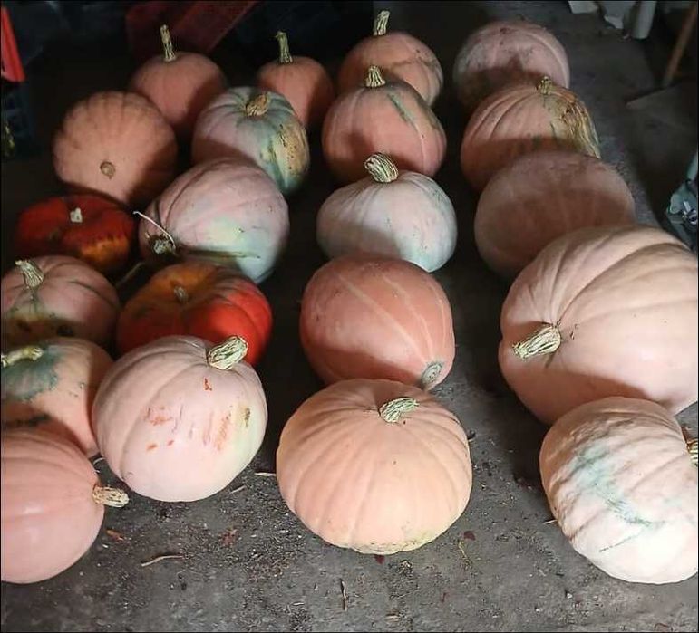 домашняя тыква! Сладкая, вкусная, без химии.