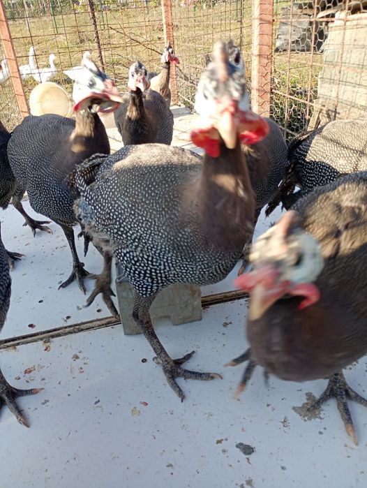 Vand cochert de casa