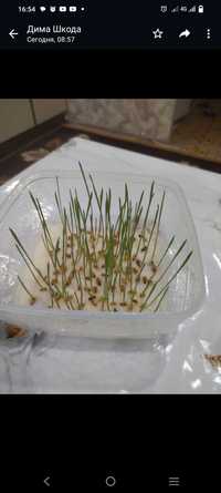 Семена пшеницы сорт Ямальская