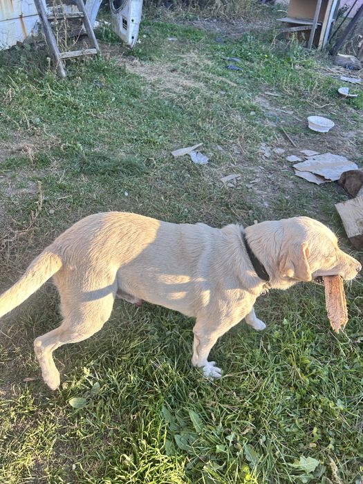 Donez  caine labrador