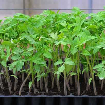 Акция!!! факат 1 хафта -50% Помидор, болгар кучатлари сотилади.