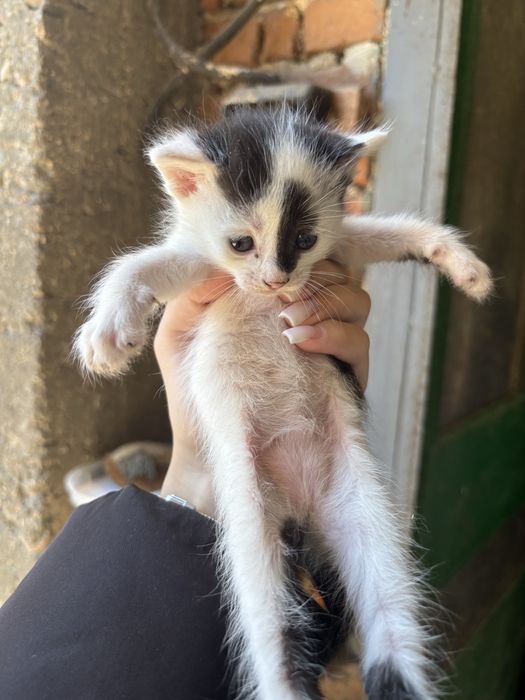 Котенца за подаряване