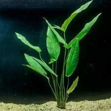 Anubias giganteea