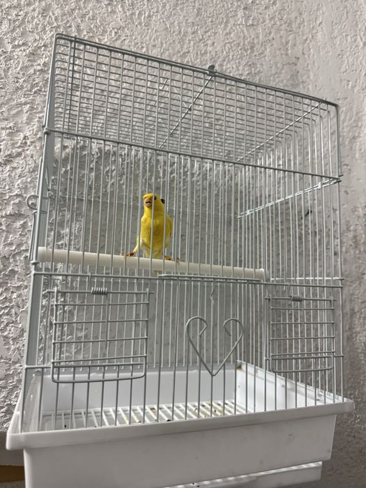 Kanareyka nar 11 oyli