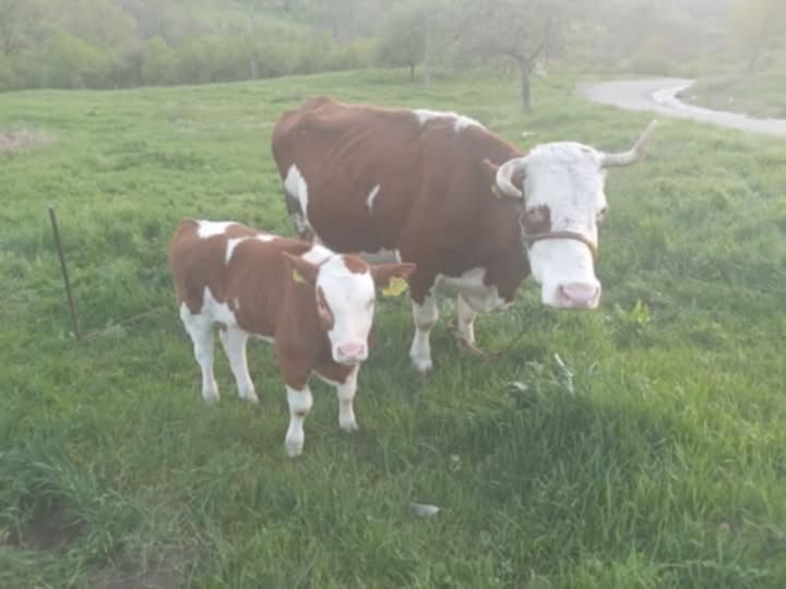 Vitea baltata romaneasca