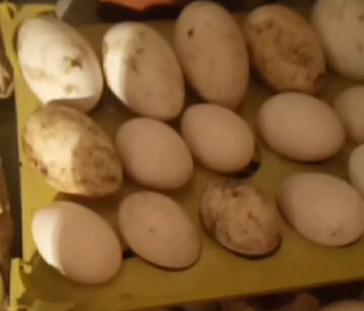 Яйца инкубационные гусей