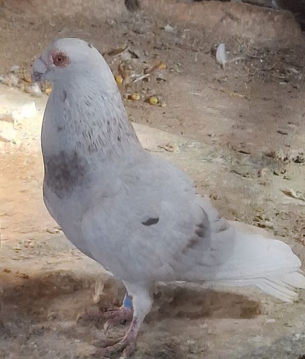 Porumbei carunculati de Oradea