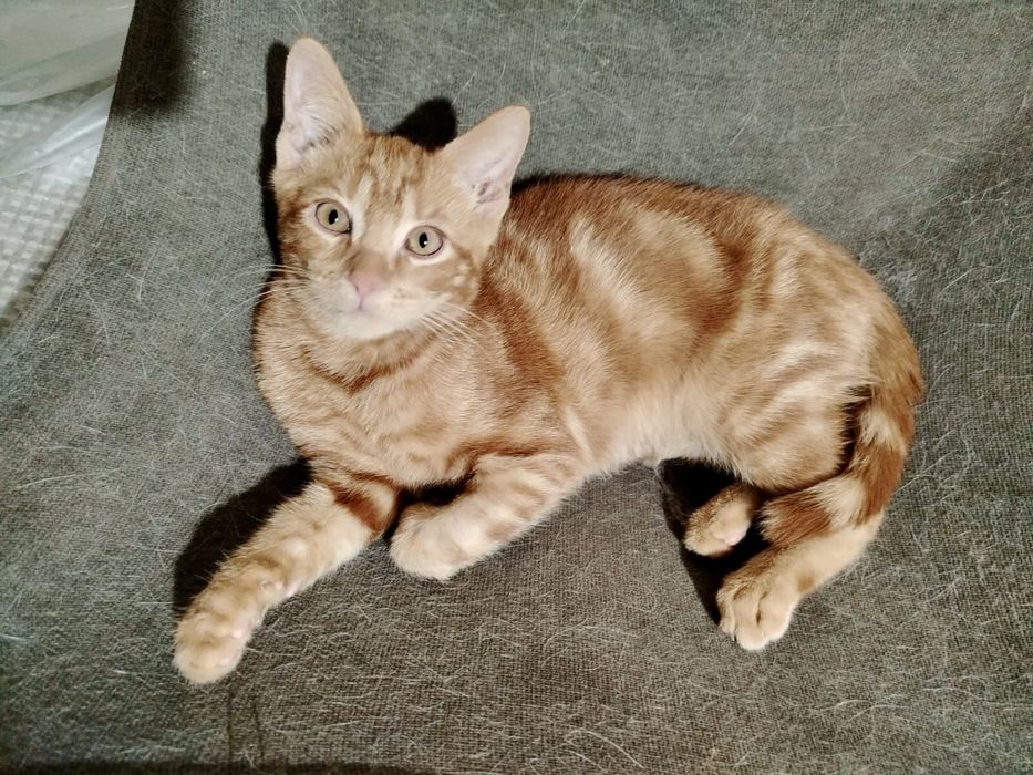 Замечательный рыжий котик