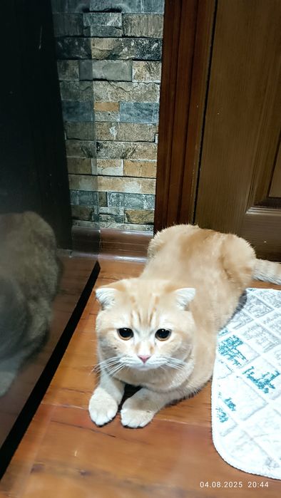 Пропал вислоухий кот Рыжик.