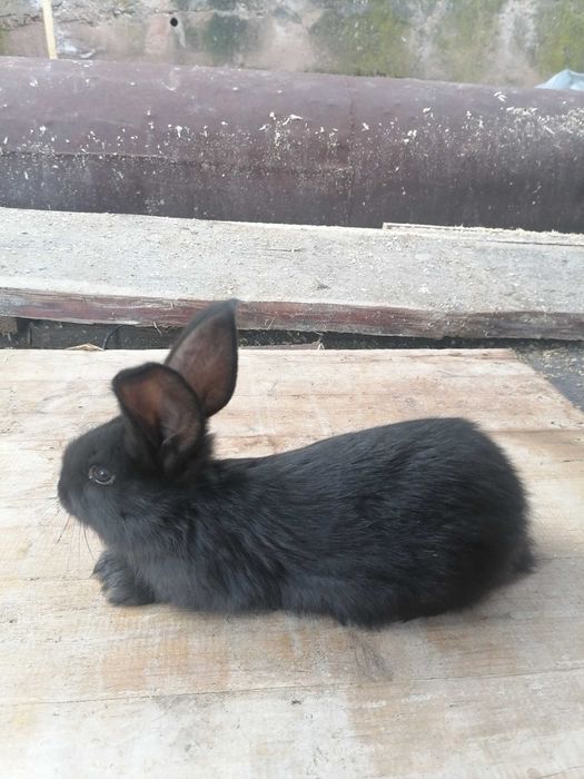 Продавам зайци!20-25лв.