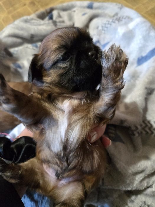 Ши тцу shi tzu shihtzu