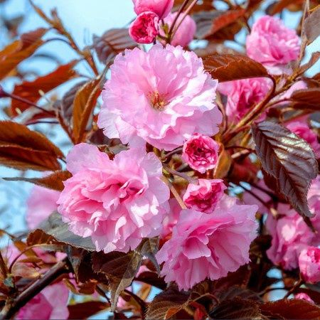 Cires Japonez (Royal Burgundy)