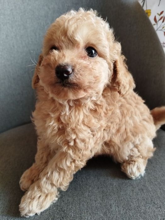 Toy/Mini poodle Той/Мини пудел