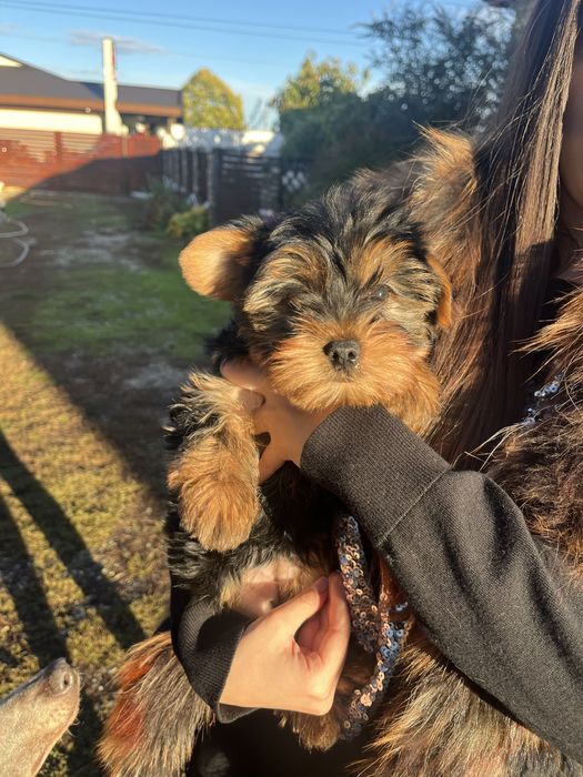 Fetita Yorkshire Terrier
