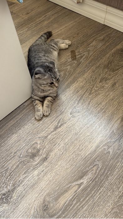 Шотландская вислаухая кошка