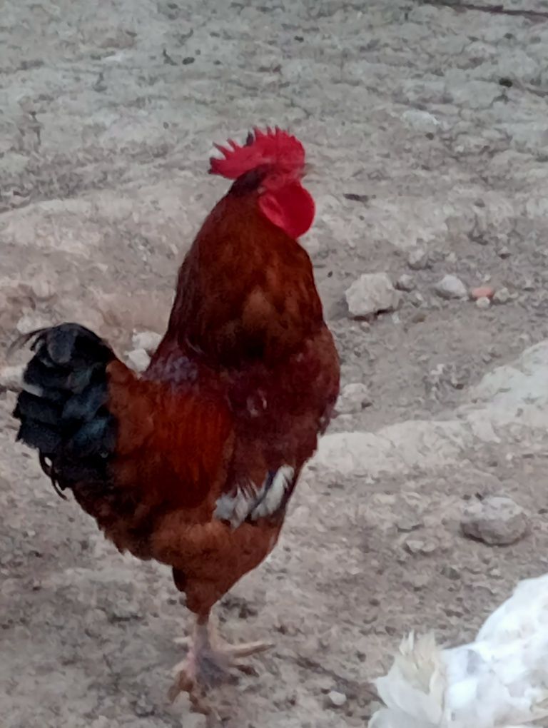 Qizil xoʻroz xashaki jaydari