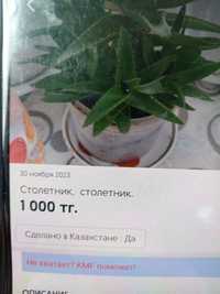 Продам столетник