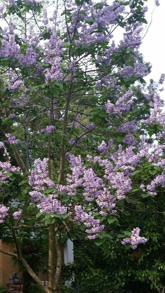 Paulownia 20 lei ghiveciul