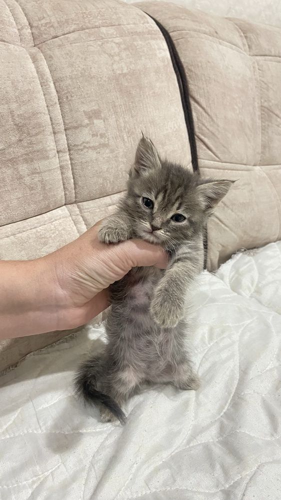 Мушук боласи Скотиш Страйт