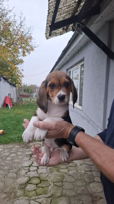 Cățelușa beagla tricolor