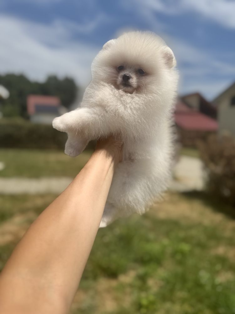 Femela pomeranian fci pedigree