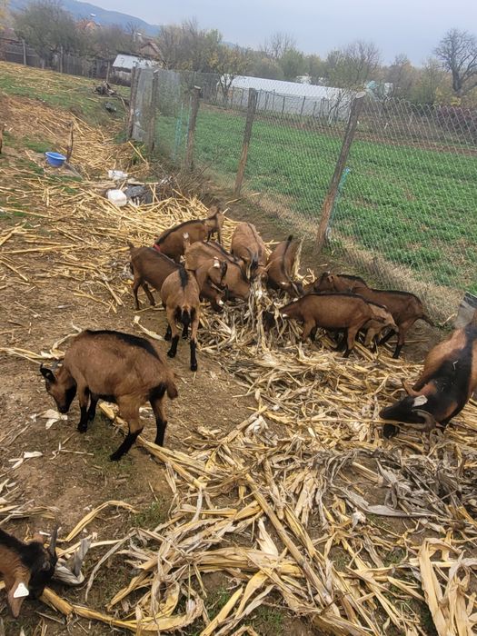 OFERTA Plătești 15 capre si primești 19 Alpine franceze cu pedigree