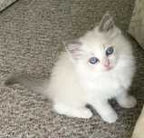 Ragdoll puiut mascul