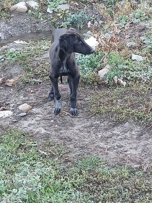 Продается щенок тазы