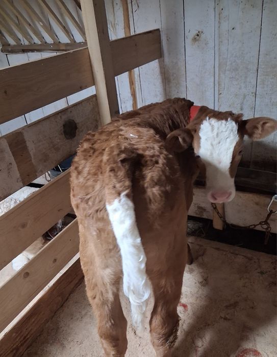 De vânzare tauras baltat