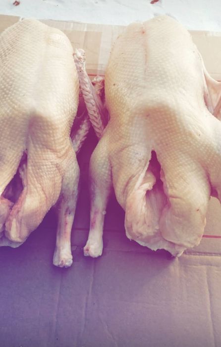 Гуси. Гуси. Гуси