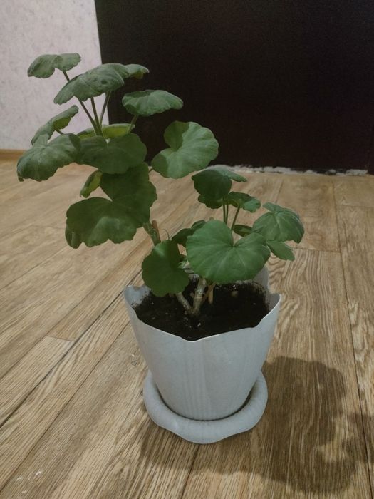 Продам комнатные цветы герань