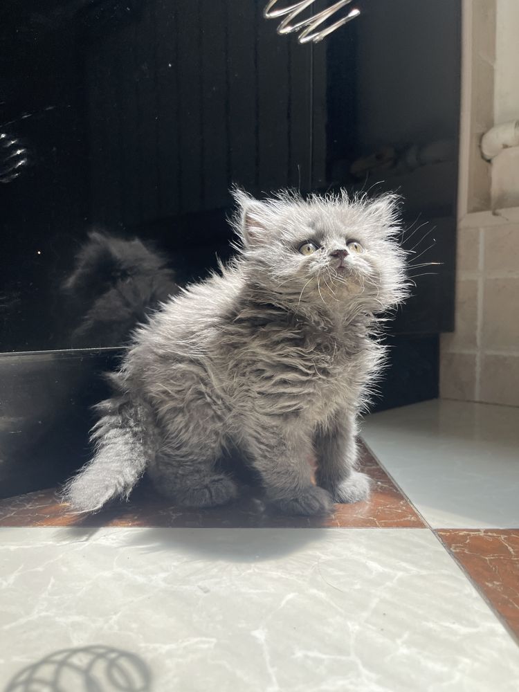 Котята Скотиш фолл и скотиш страйт