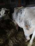 Vând vitei si vitele baltata românească si  un vitel metis de limousin