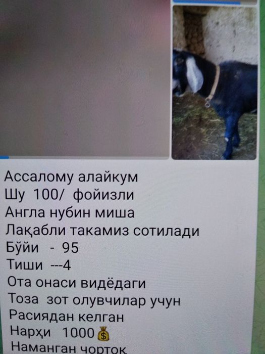 Англонубин тоза зотли така сотилади