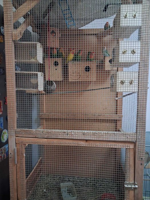 Vand 22 papagali agapornis diferite culori ,voliera ,10 cuiburi