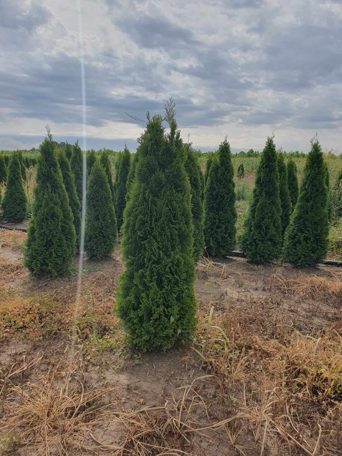 Vând o gama larga de plante ornamentale Tuia smarald columna pin meste